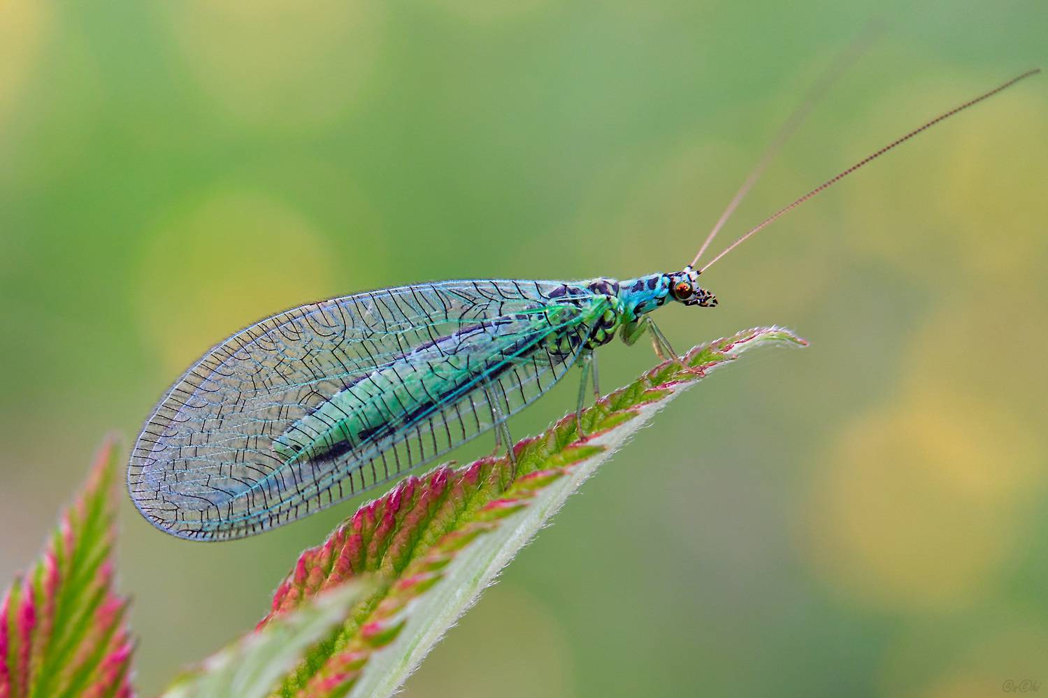 златоглазка, Чи. Анатолий
