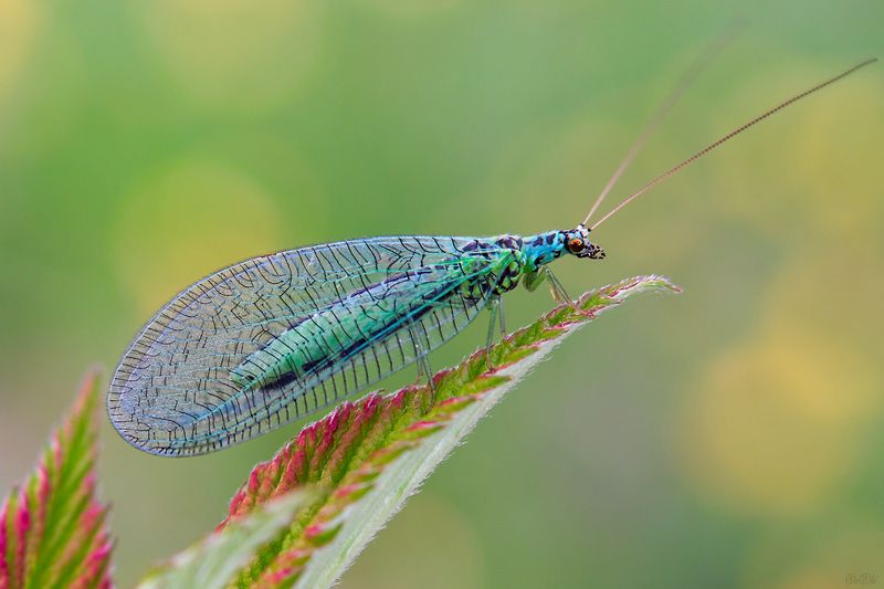 златоглазка *** фото превью