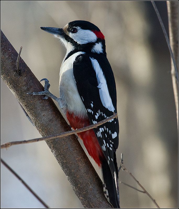 москва, парк, большой пёстрый дятел, птица ***** фото превью