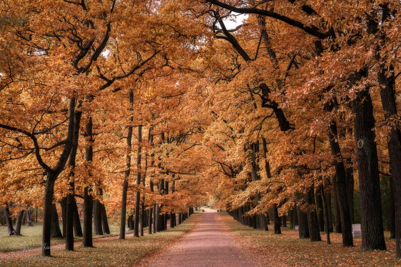 осень, осенний пейзаж, парки  фото превью