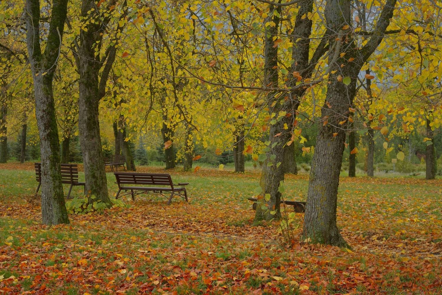 осень листва утро, Александр Жарников