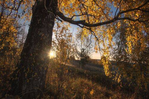 Солнечные зайчики в осеннем лесу.