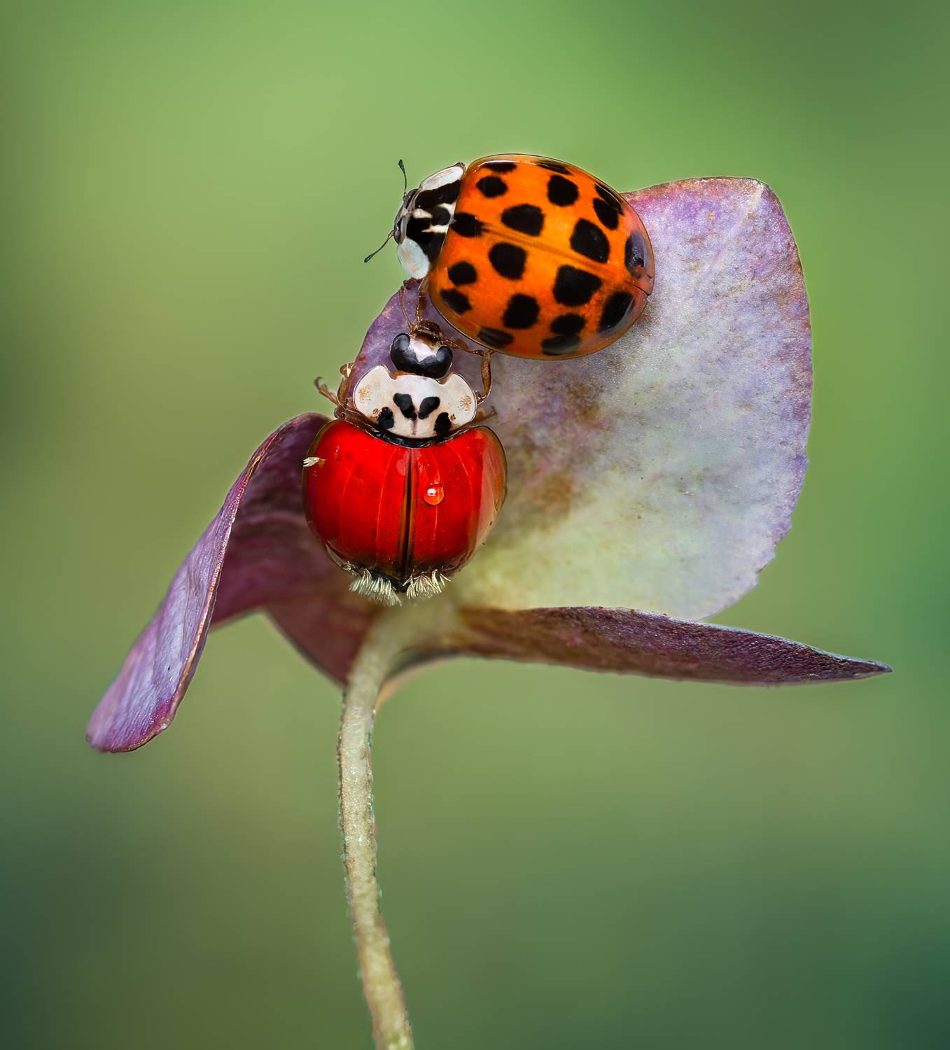 ladybug, beetle, insect, flower, macro, bugs, ladybird,, Atul Saluja