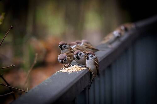 Городские птицы