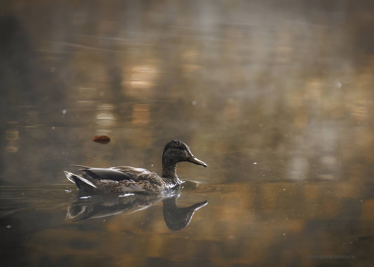 , Артём Парамонов