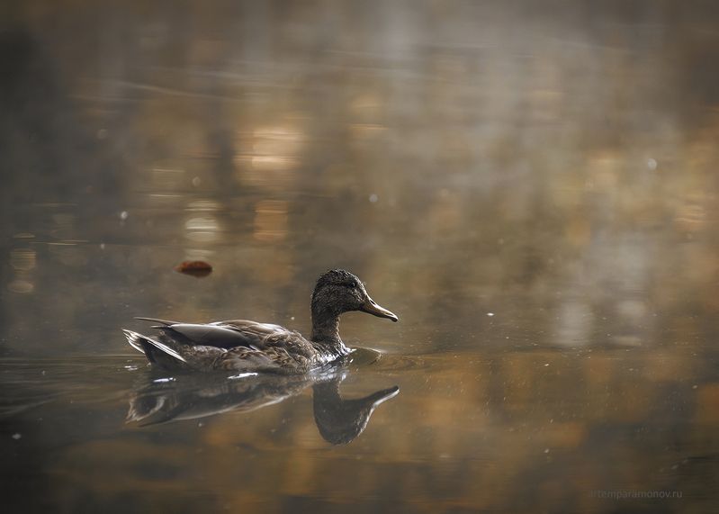 Утка в шоколадно-мандариновом рассвете фото превью