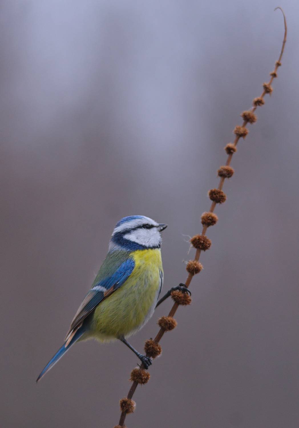 parus caeruleus, лазоревка,, sergey izoya