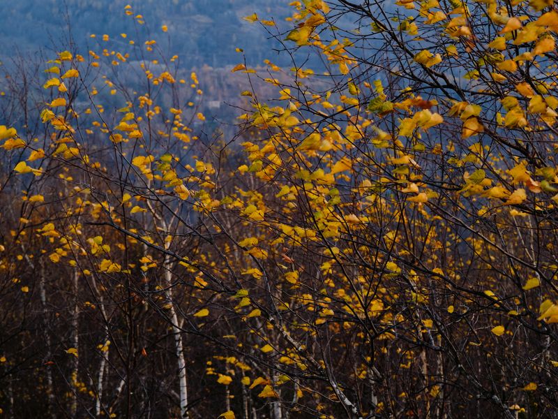 Восточный ветер фото превью