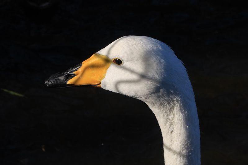 Портрет фото превью