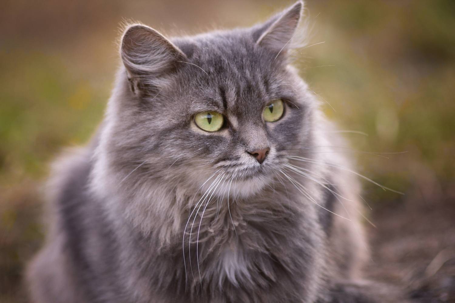 дворовая кошка., Александр Канцур