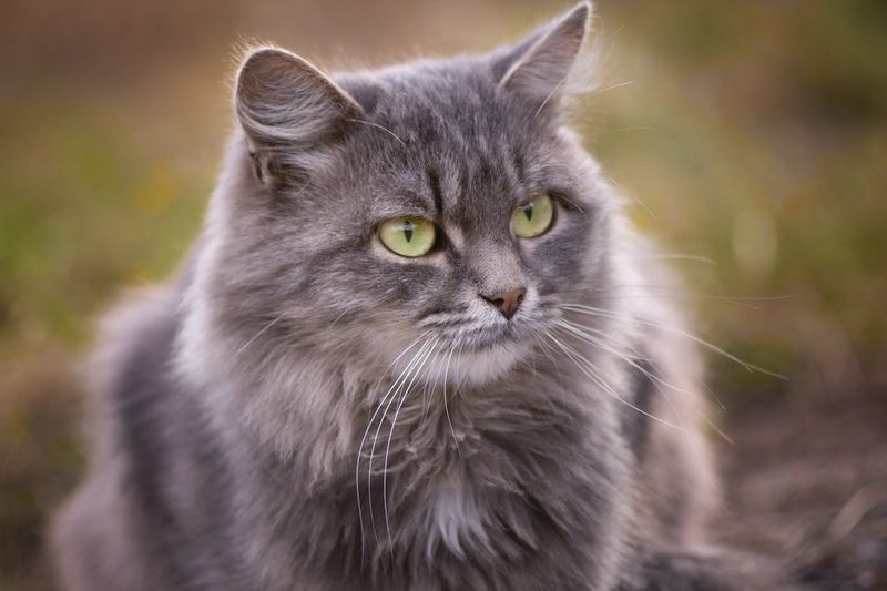 дворовая кошка. Классический портрет. фото превью