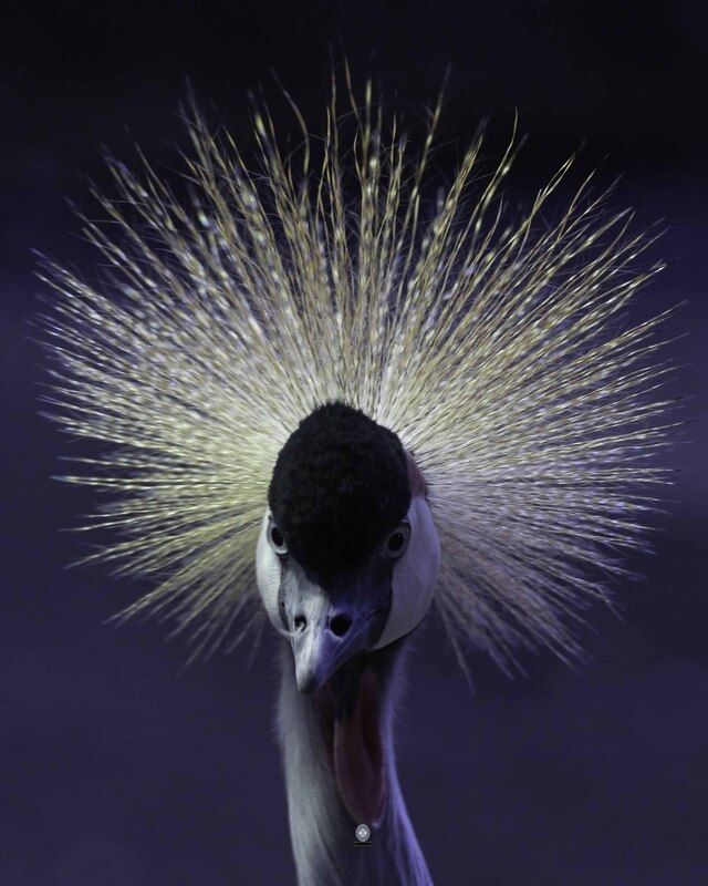 Grey-necked crowned crane фото превью