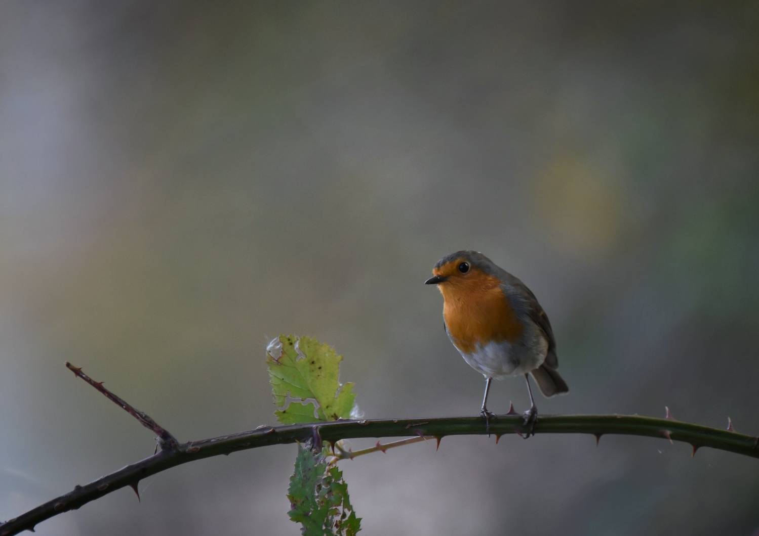 , Герчев Николай