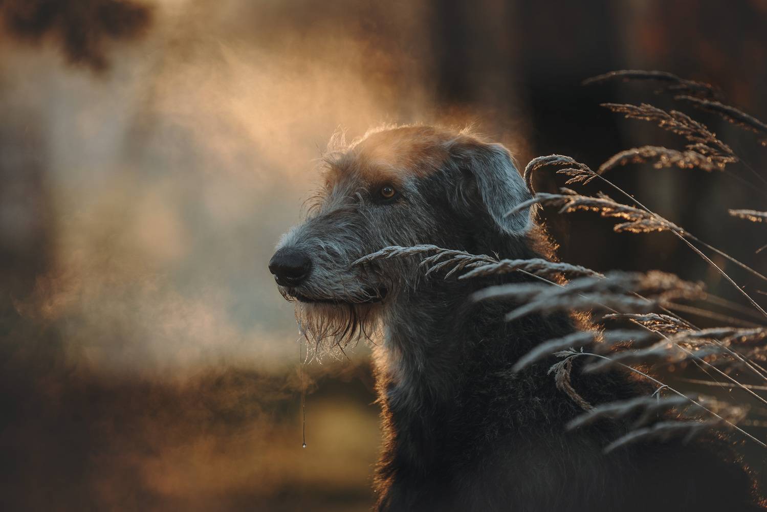 , Мороз Ирина