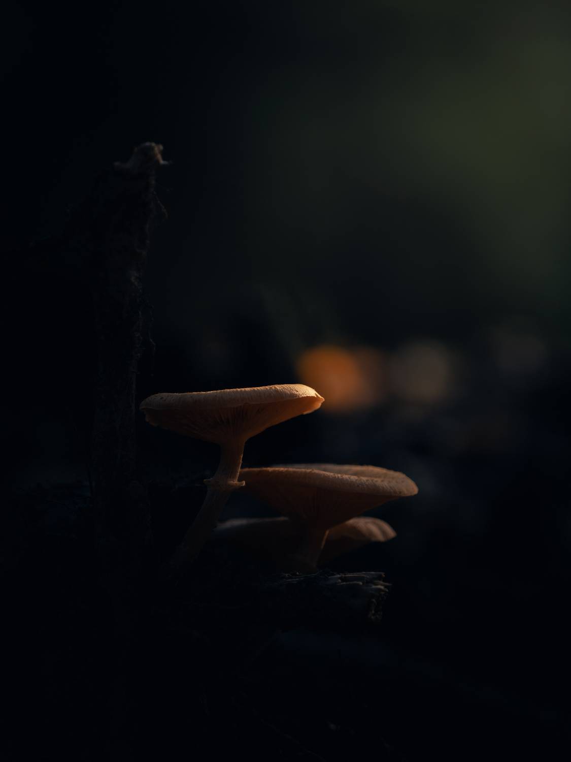 , Мозжухин Максим