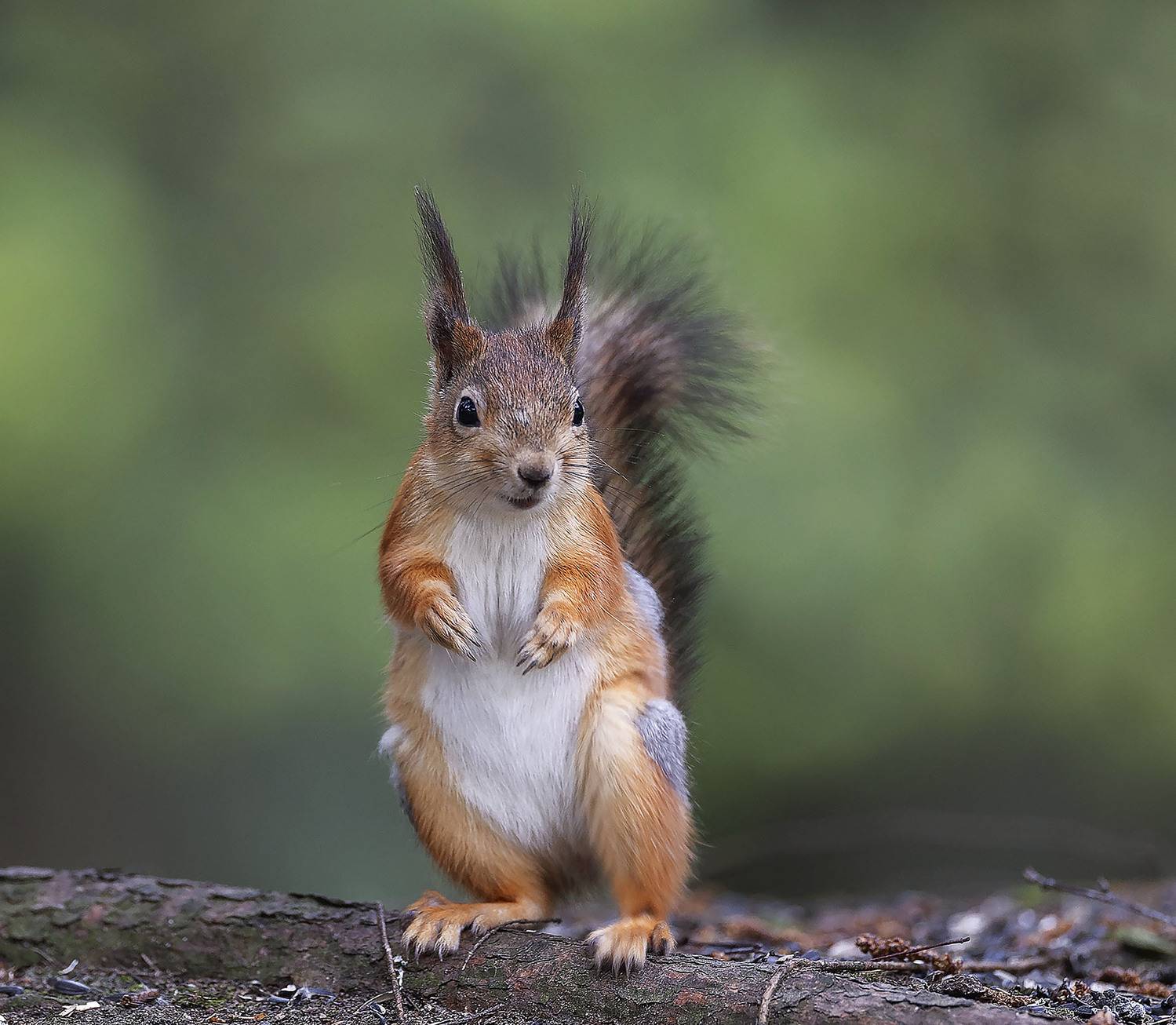 белка,красотка,лес,природа, squirrel, beautiful, forest, nature, Стукалова Юлия