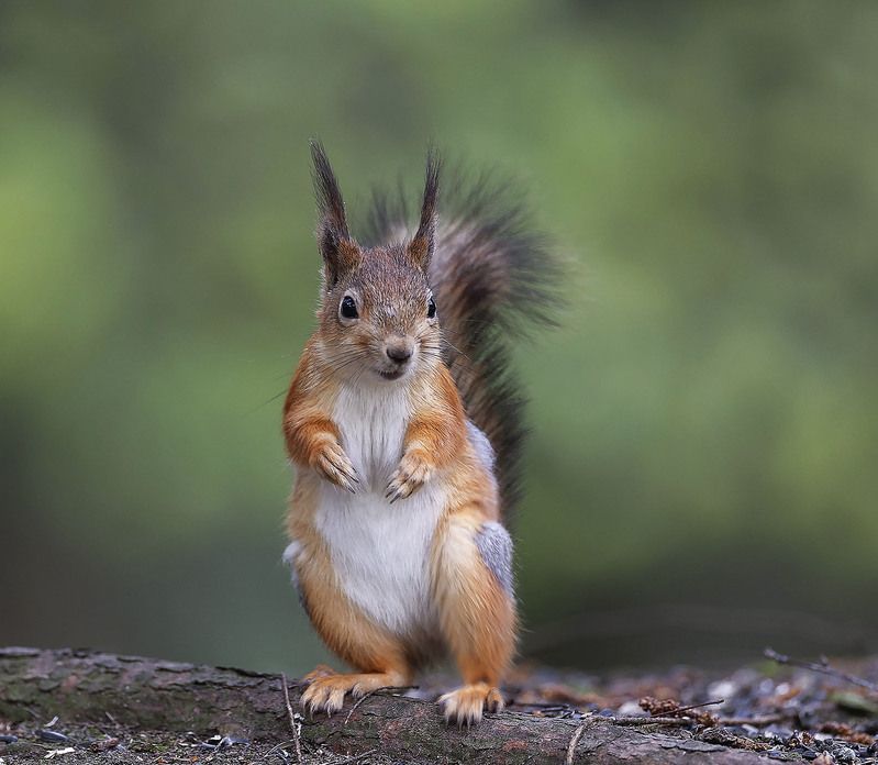 На страже фото превью