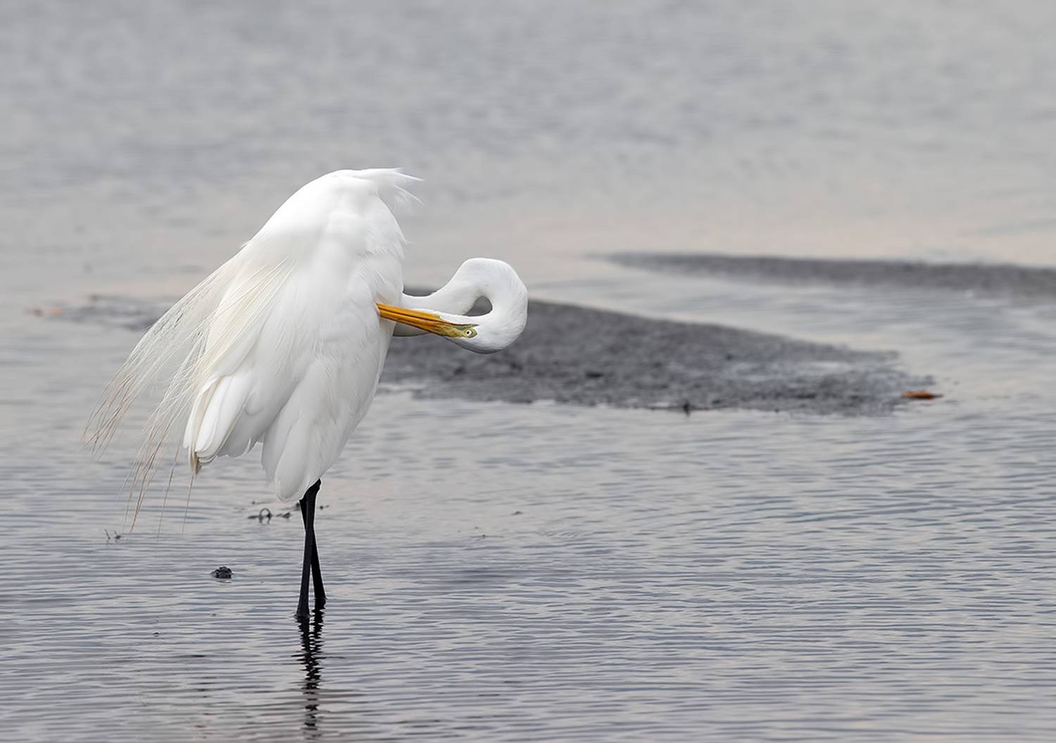 great egret, флорида, большая белая цапля, heron,egret,цапля, florida, Etkind Elizabeth