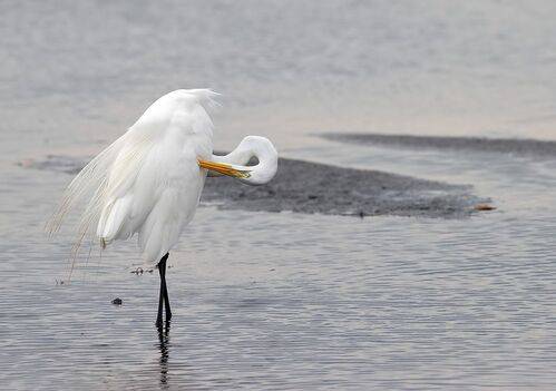 Great Egret - Большая белая цапля