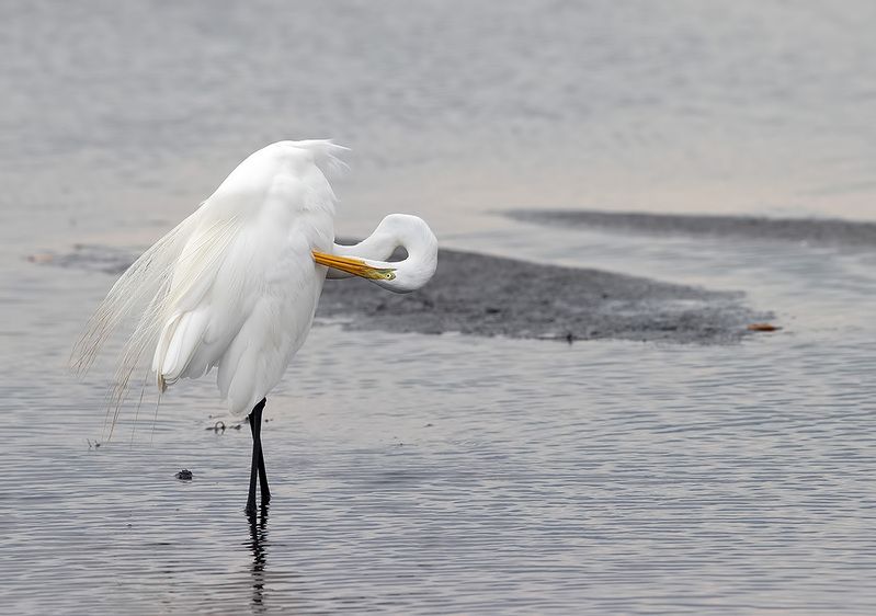 great egret, флорида, большая белая цапля, heron,egret,цапля, florida Great Egret - Большая белая цапля фото превью