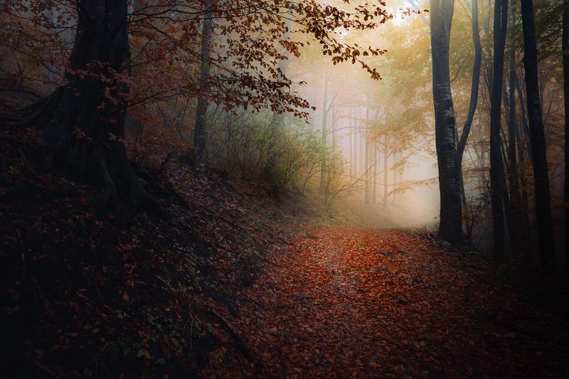 With a breeze of autumn rain фото превью