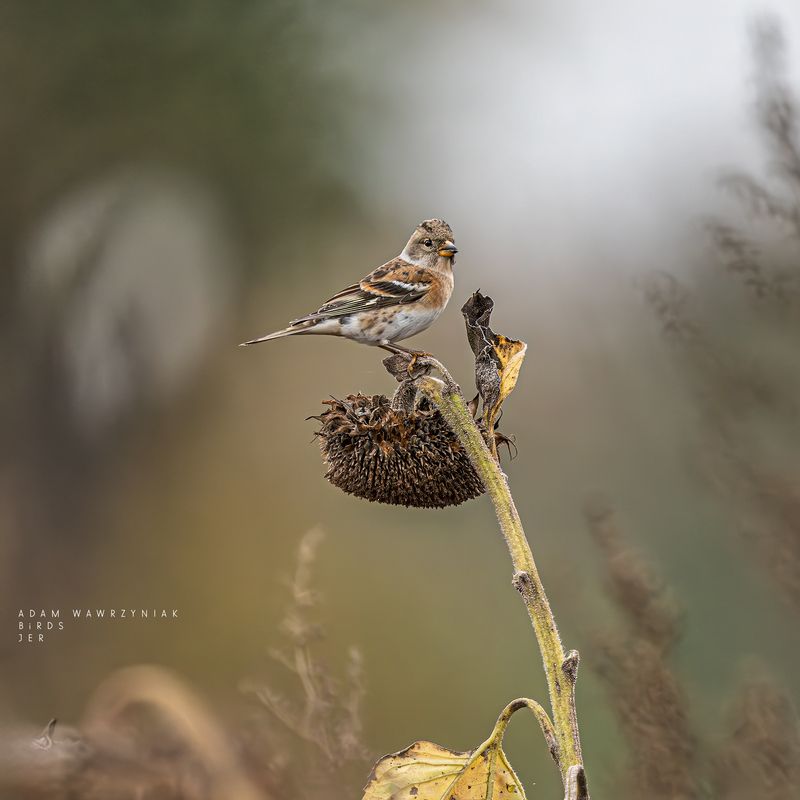 Fringilla montifringilla фото превью