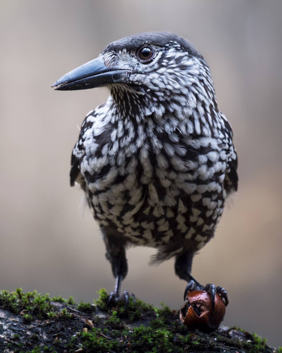 , Поляков Михаил