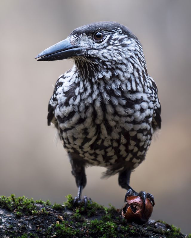 Кедровка (Nucifraga caryocatactes)  фото превью