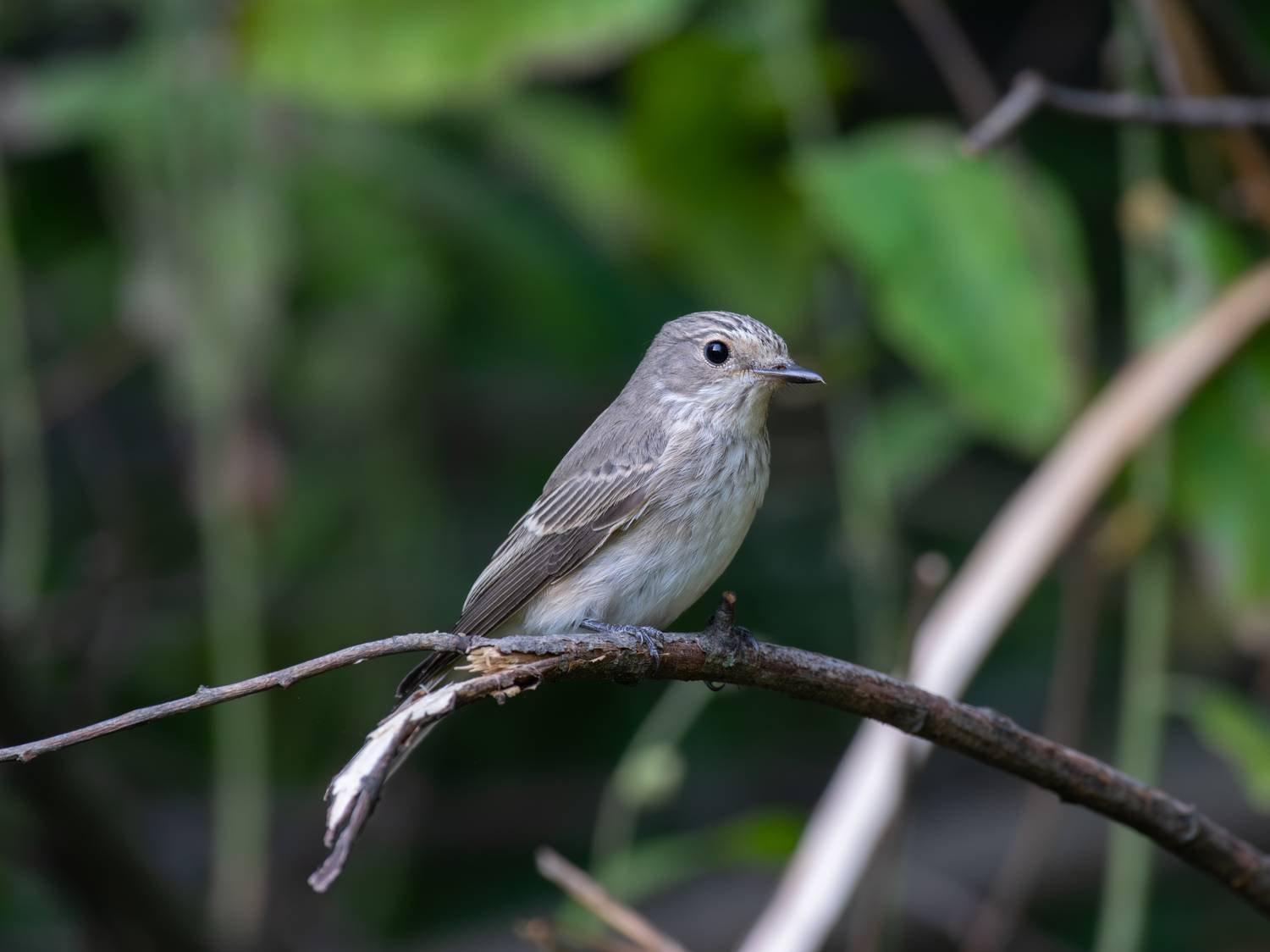 , Алексей Савельев