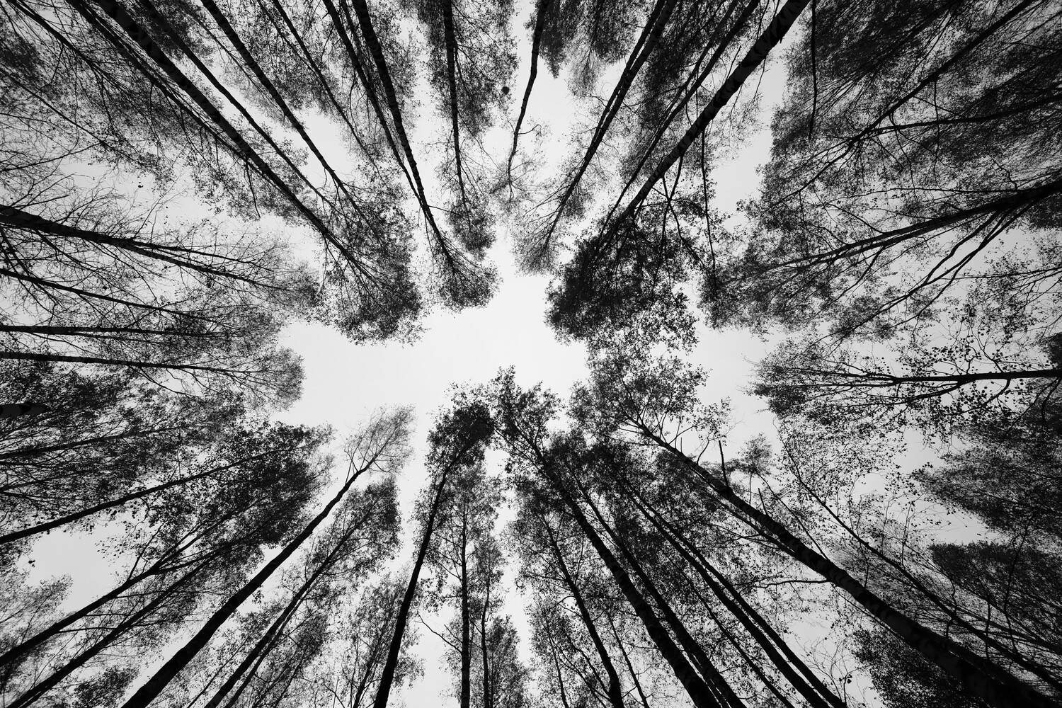 кроны, деревья, Александр Зорин