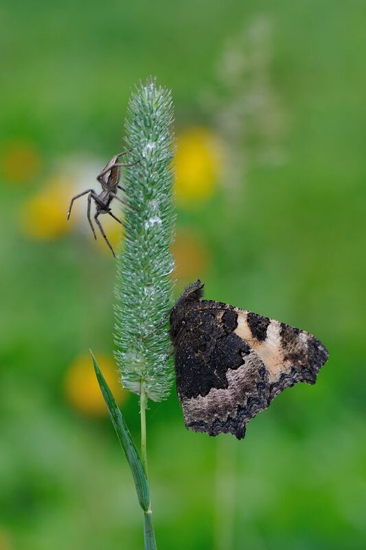 Танец аборигена. фото превью