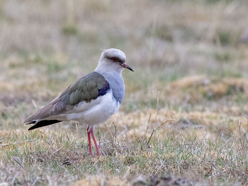 Andean Lapwing фото превью