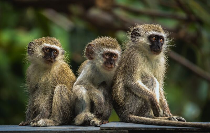 #vervet monkey #monkeys #animals of Africa #South Africa Веселое семейство. Животные Африки фото превью