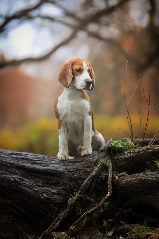 ..... фото превью