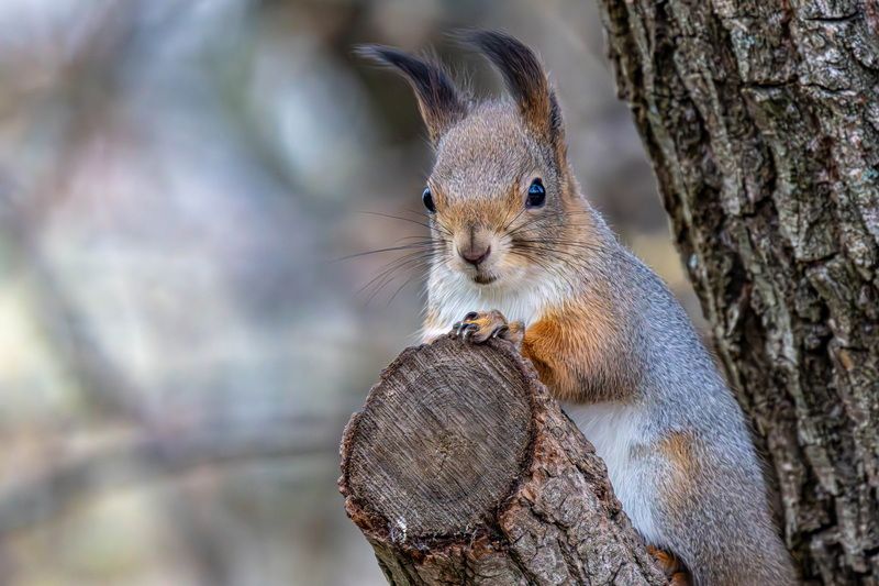 Белка - уши по ветру фото превью