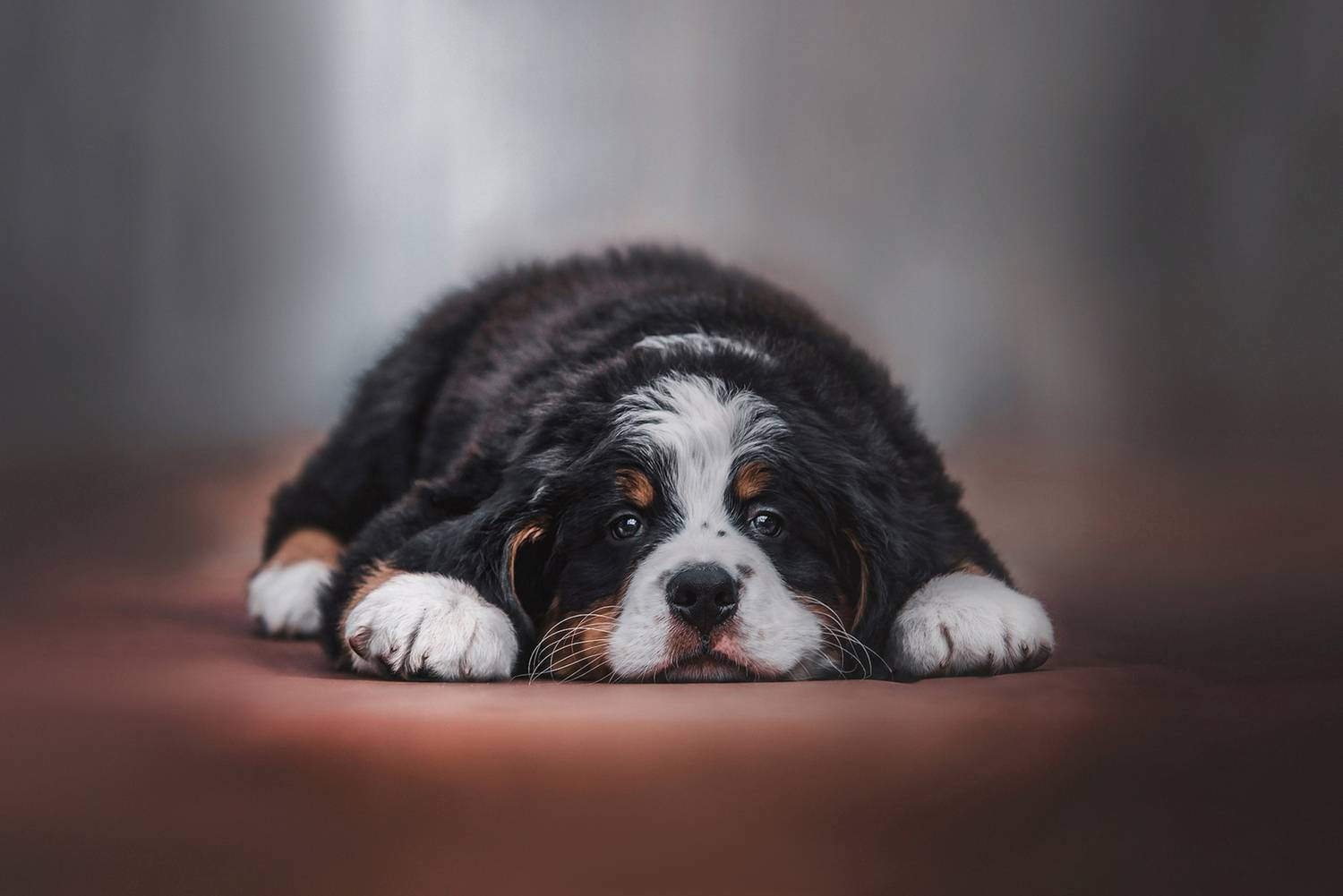 щенки, фотографии собак,, Юлия Гончар