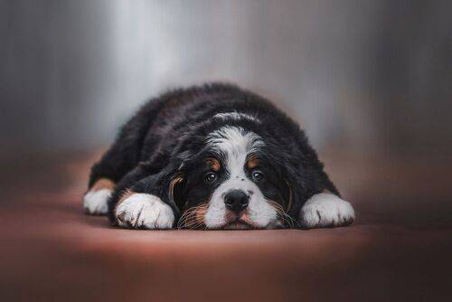 Бернский зенненхунд