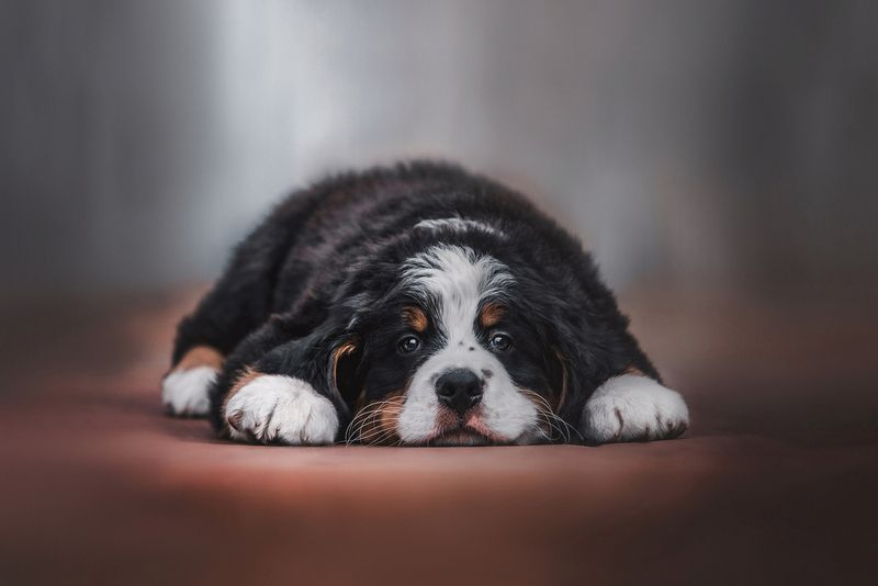 щенки, фотографии собак, Бернский зенненхунд фото превью