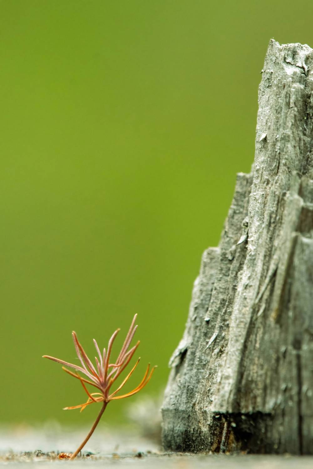 , Калиногорский Юрий