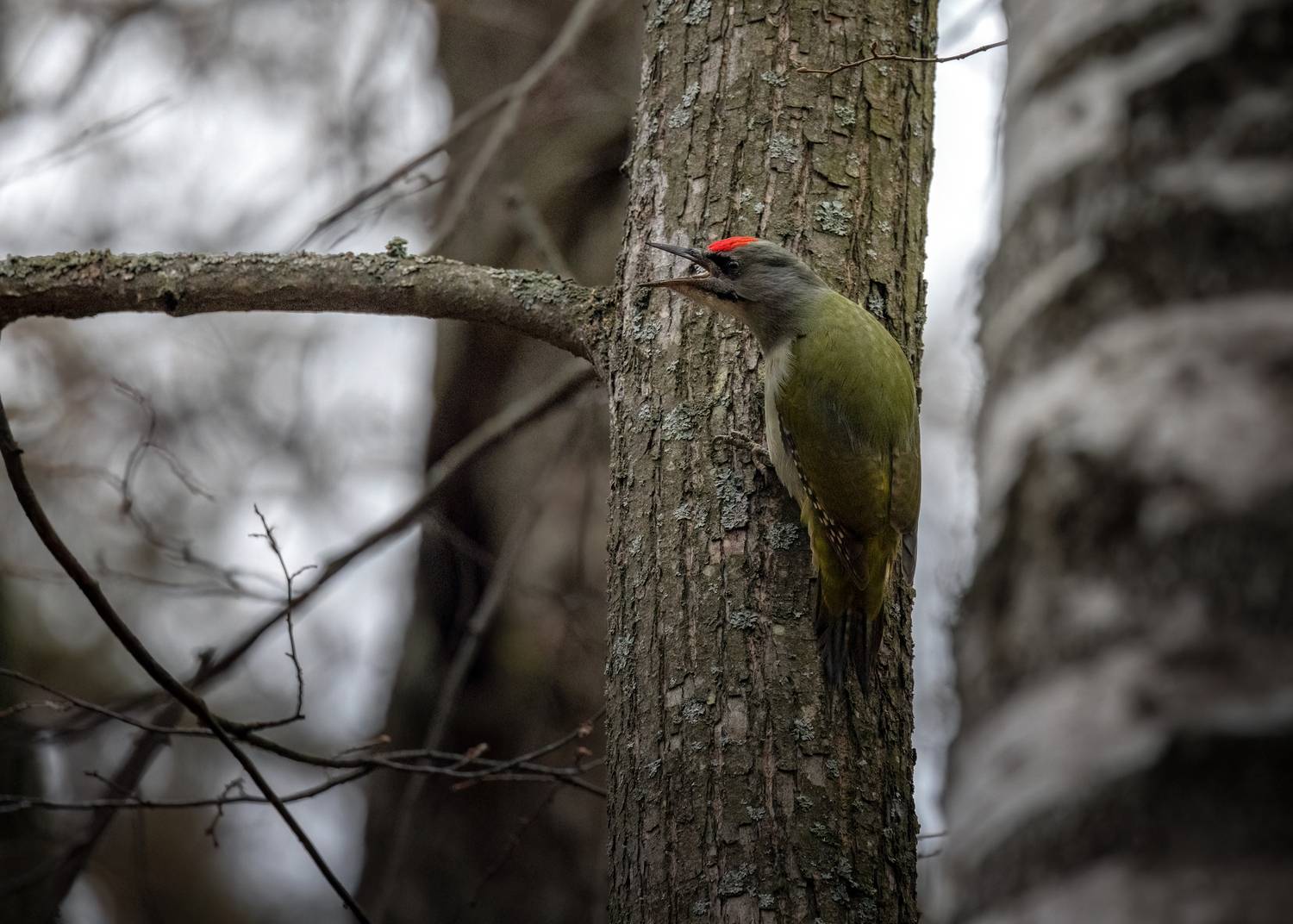 , Марат Кучкаев