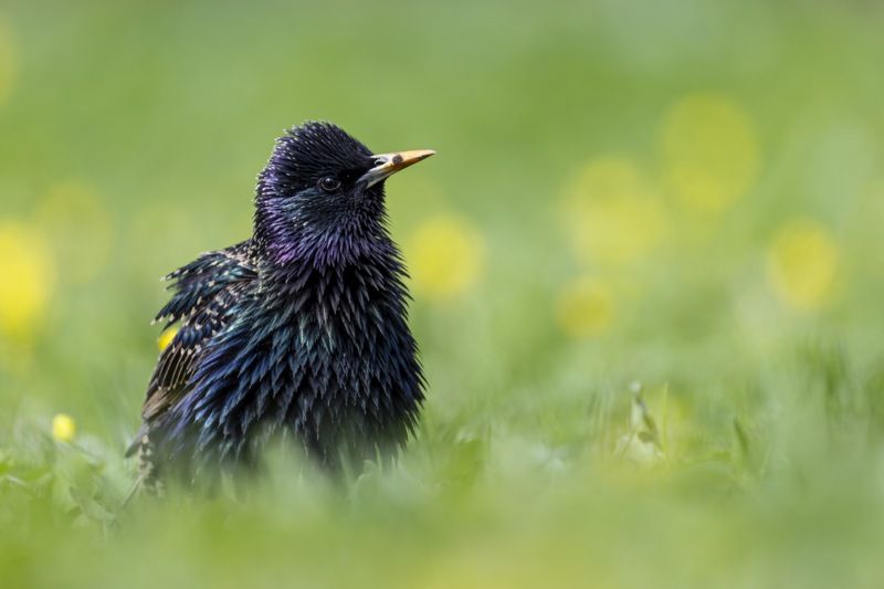 скворец, птицы  фото превью