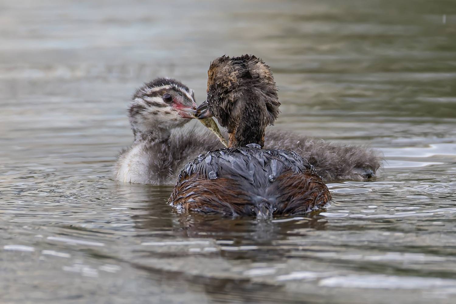 поганка, красношейная поганка, птицы, красная книга, Ruslan Pl