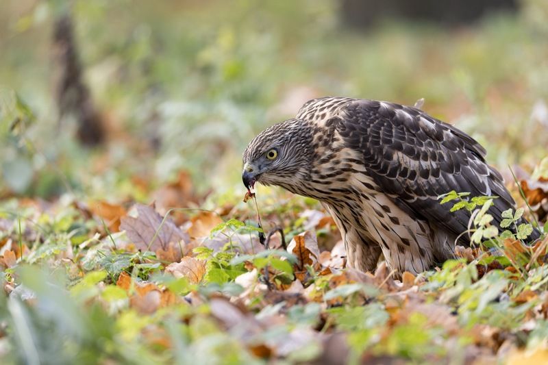 ястреб тетеревятник, ястреб, тетеревятник, птицы, ястреб-тетеревятник, хищники, хищная птица. hawk, birds, goshawk  фото превью