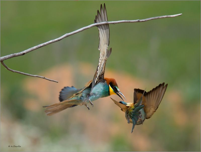 Схвачу ) фото превью