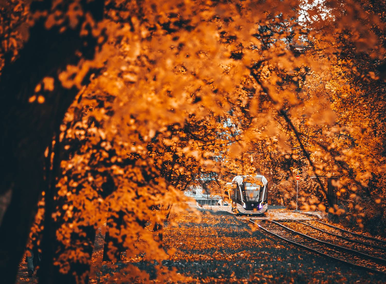 , Трепольский Дмитрий