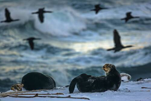Улетающие сны