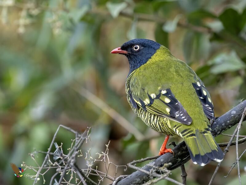 Barred Fruiteater фото превью