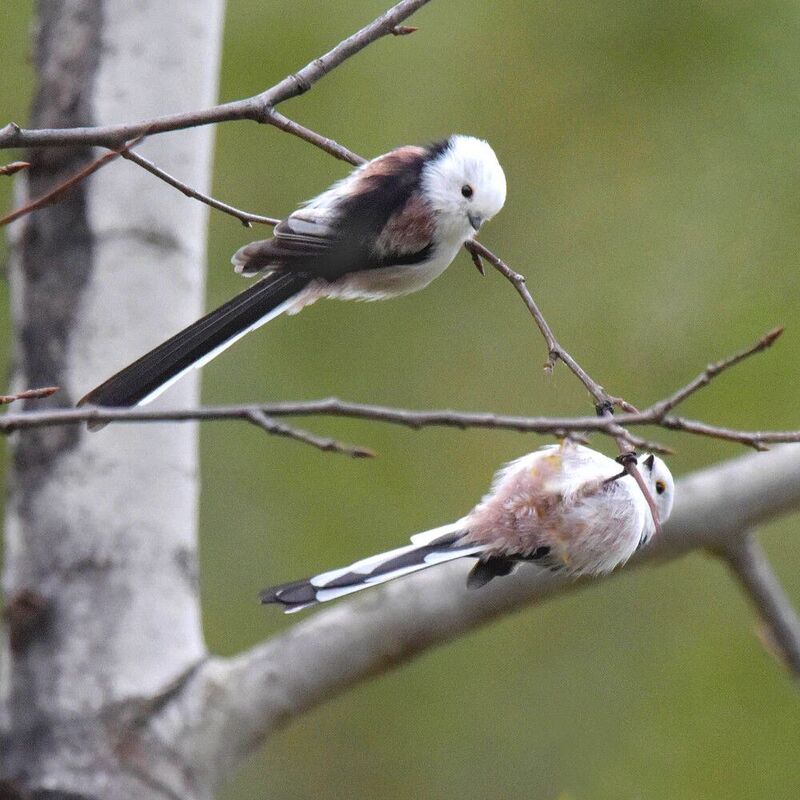 Неразлучники фото превью