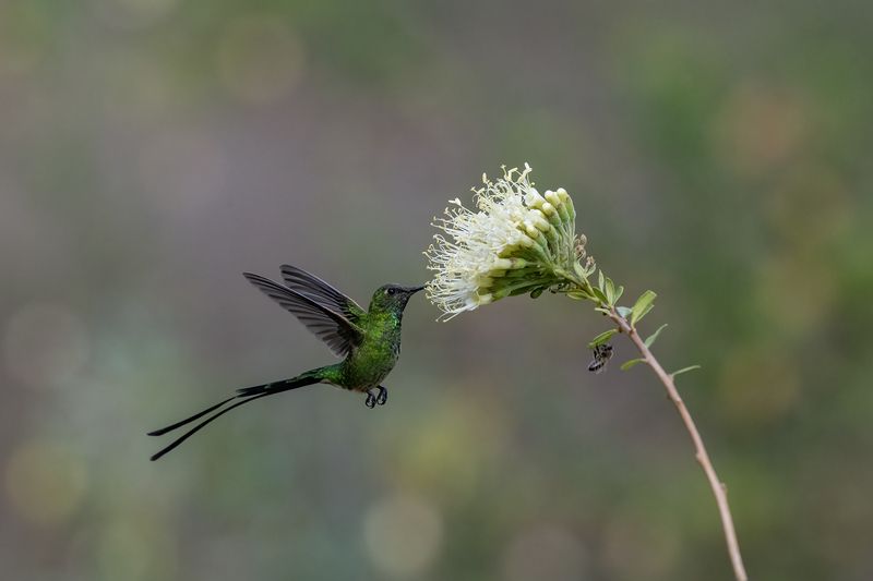 Black-tailed Trainbearer фото превью