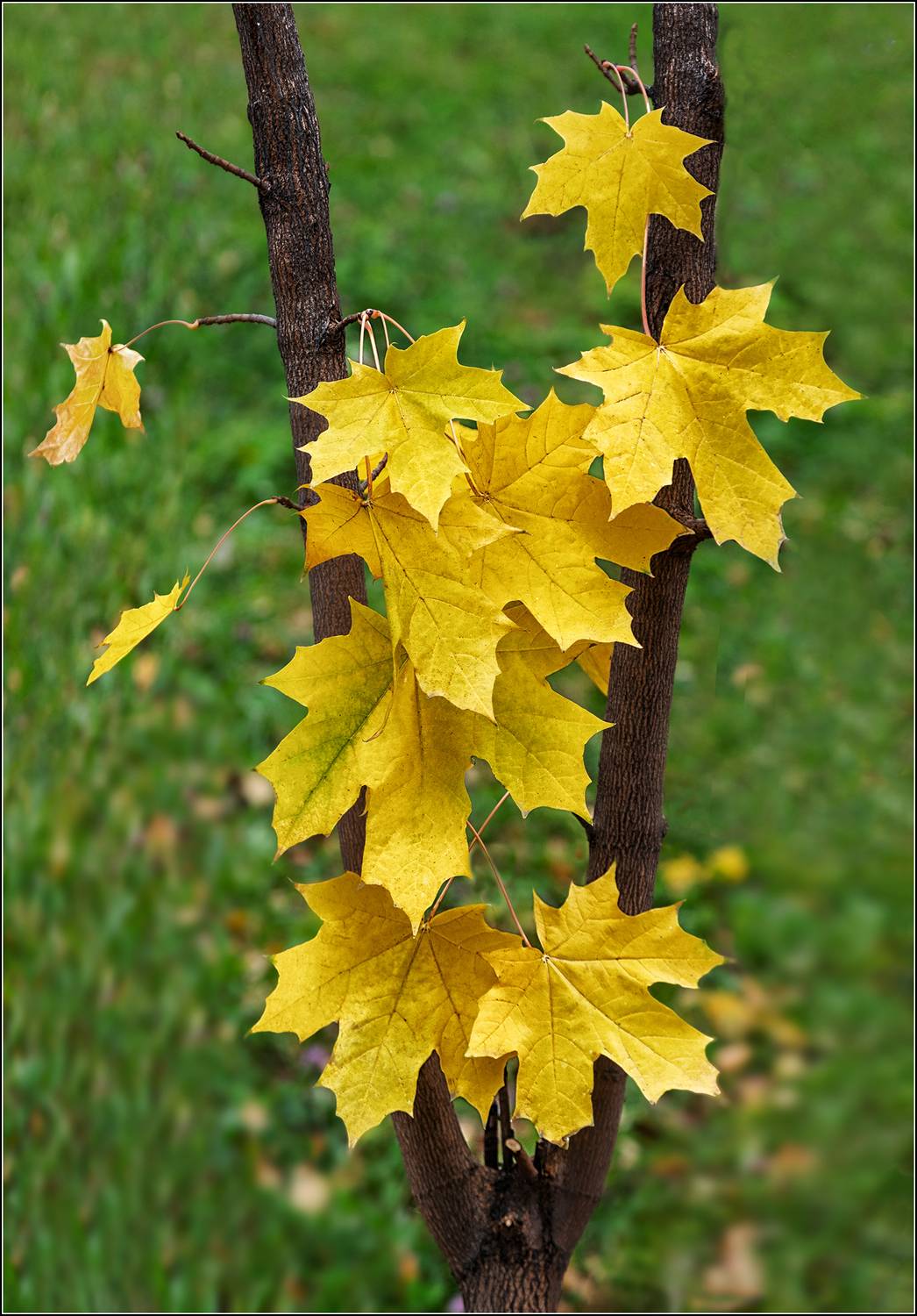 , Ушаков Валерий